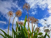 24th Sep 2024 - Reach for the sky