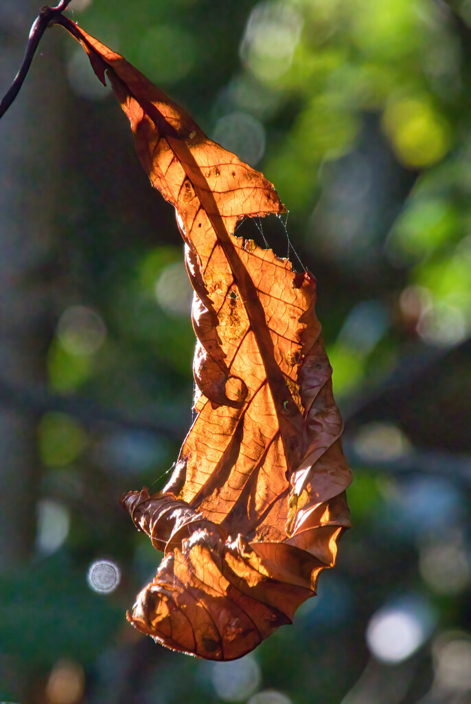 Autumnal by gaf005