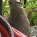 Hungry Dove