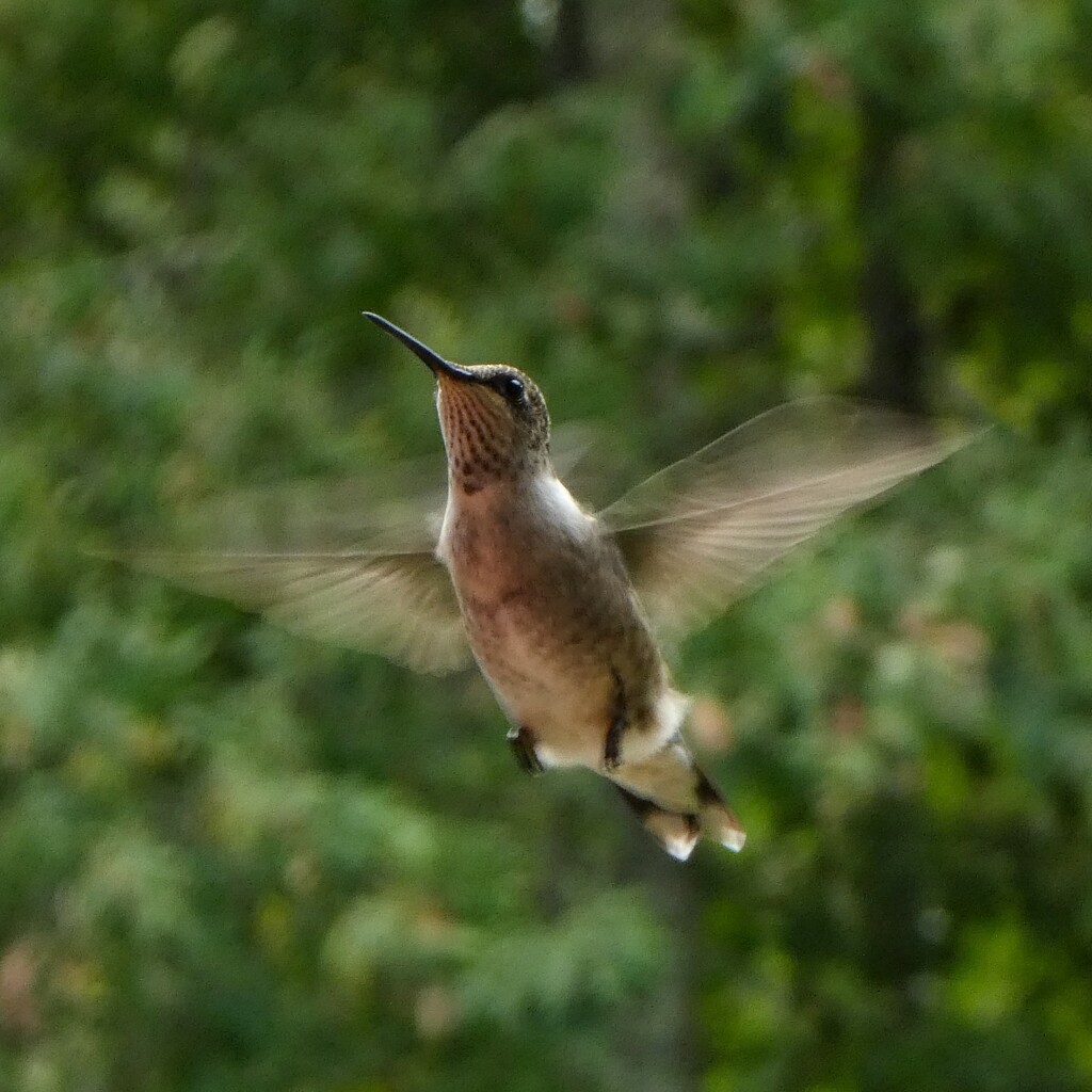 Juvenile Ruby Throated Hummingbird by 30pics4jackiesdiamond