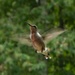 Juvenile Ruby Throated Hummingbird