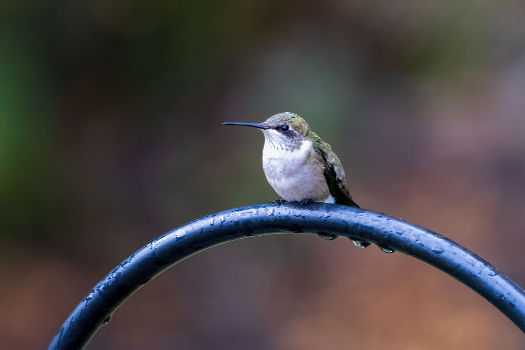 Wet Hummingbird by kvphoto