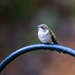 Wet Hummingbird