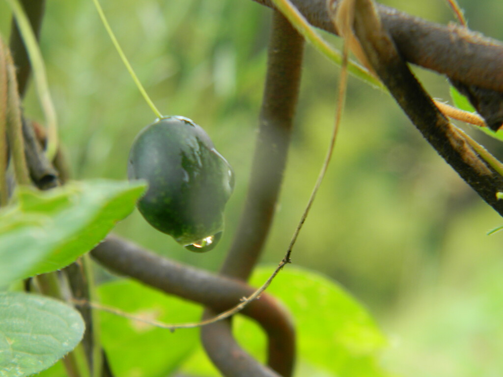 Passion Flower Fruit with Raindrop  by sfeldphotos