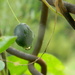 Passion Flower Fruit with Raindrop 