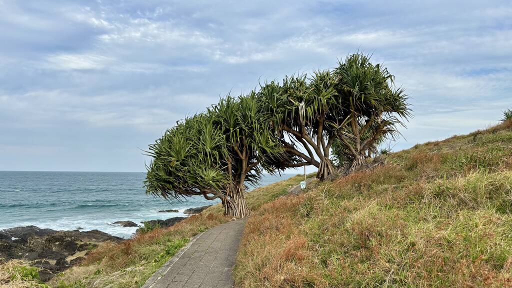 Sawtell headland  by kartia