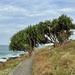 Sawtell headland 