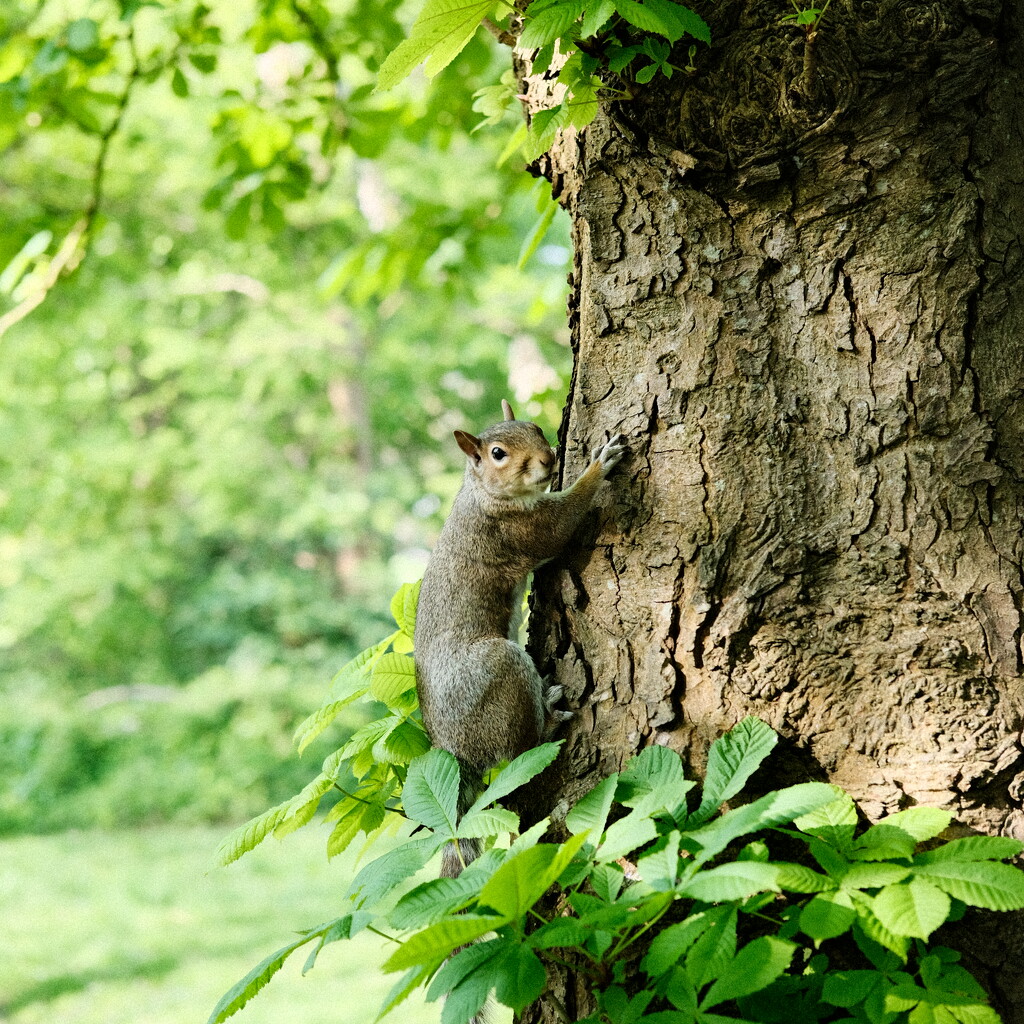 Tree hugger by 4rky