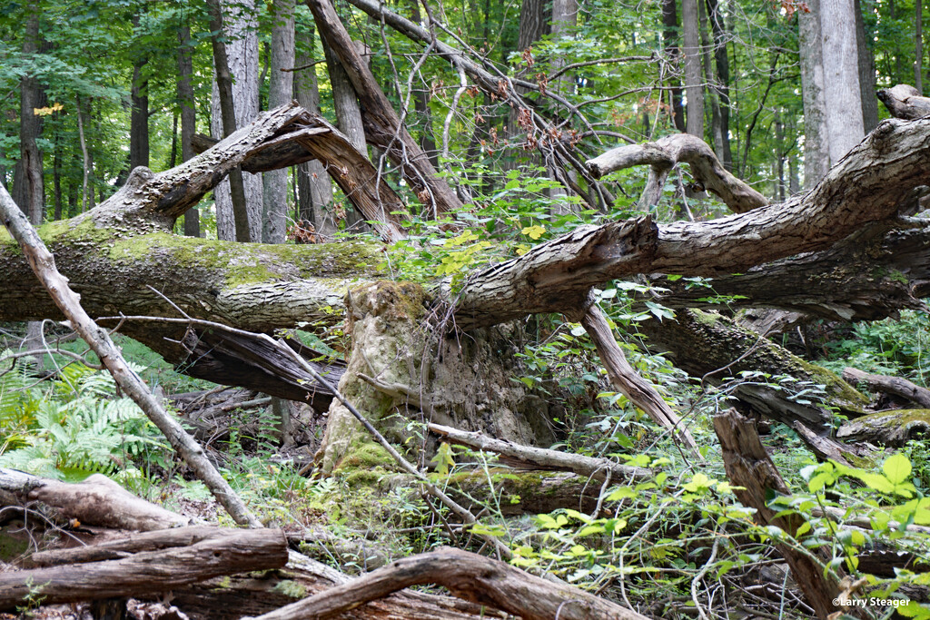 Walk in the woods by larrysphotos