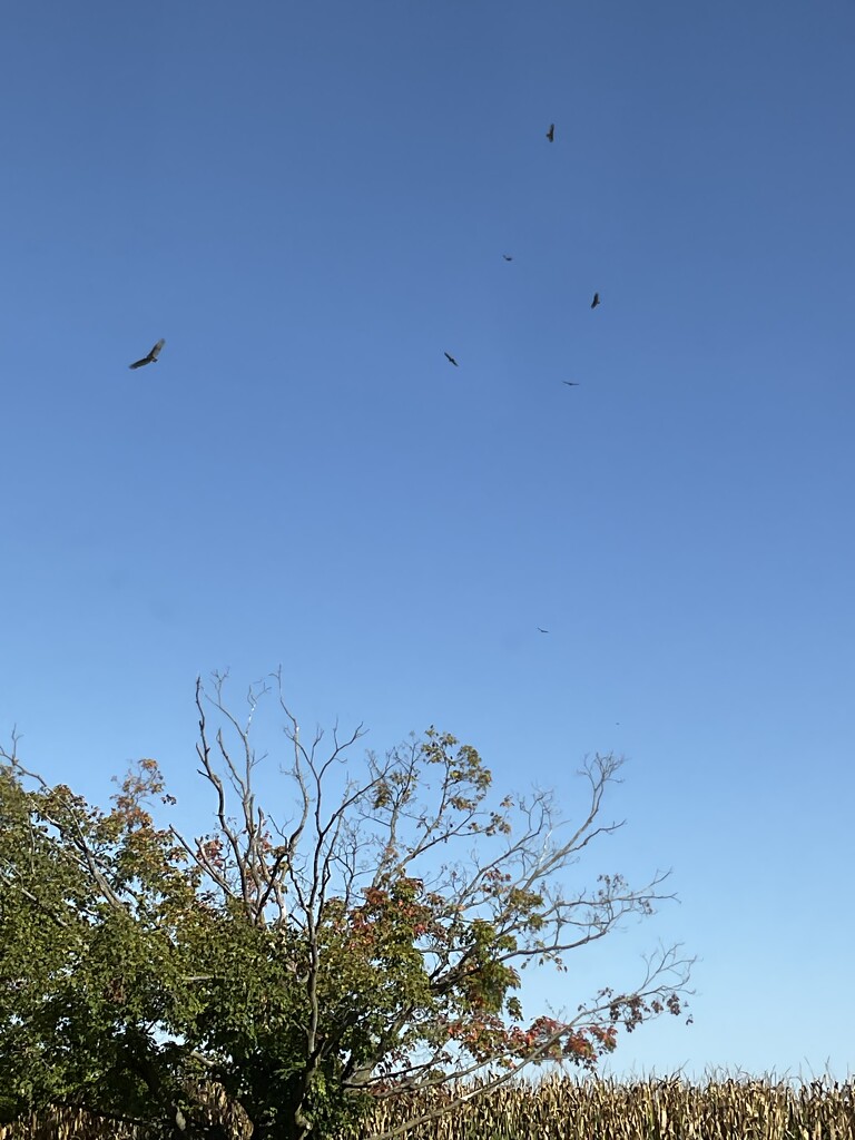 Turkey vultures  by illinilass