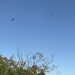 Turkey vultures 