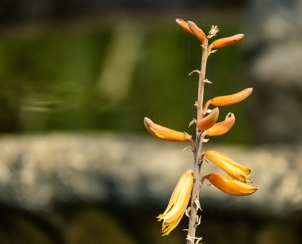 aloe flowers ending by koalagardens