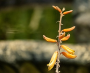 25th Sep 2024 - aloe flowers ending