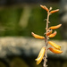 aloe flowers ending