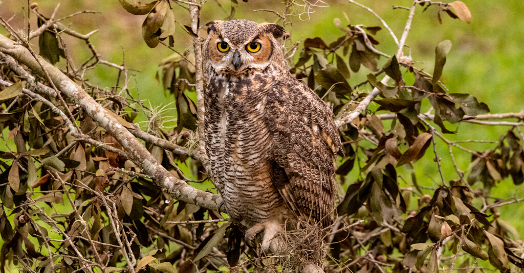 Great Horned Owl! by rickster549