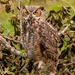 Great Horned Owl!