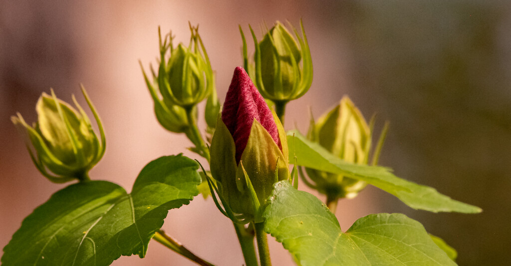 Lots of New Flowers Are Coming! by rickster549