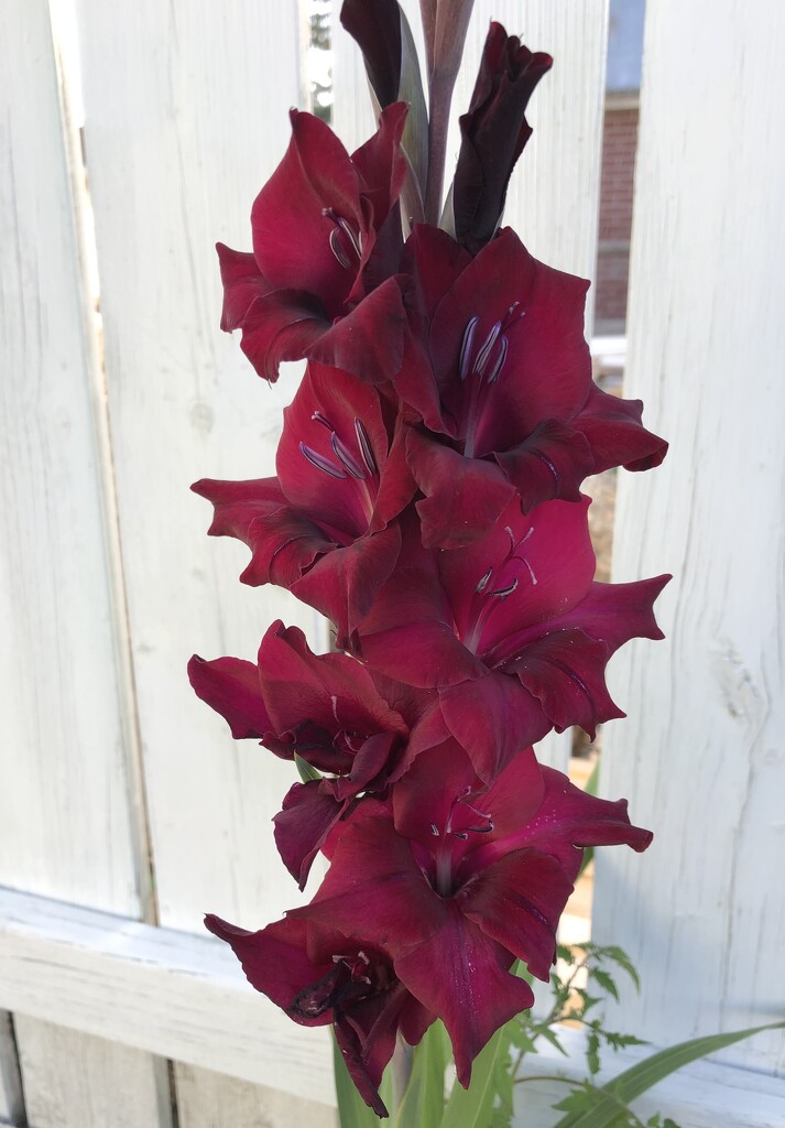 Deep Red Gladiolus  by dailypix