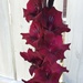 Deep Red Gladiolus 