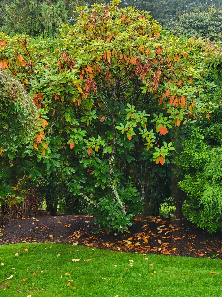 Hidden Hummingbird in Autumn by kimmer50