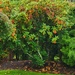 Hidden Hummingbird in Autumn