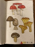 25th Sep 2024 - fungi practice