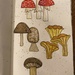 fungi practice