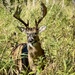 A beautiful wildlife walk on the trail