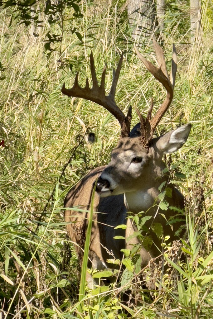 Watching a 10 Point Buck by eahopp