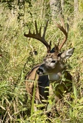 25th Sep 2024 - Watching a 10 Point Buck