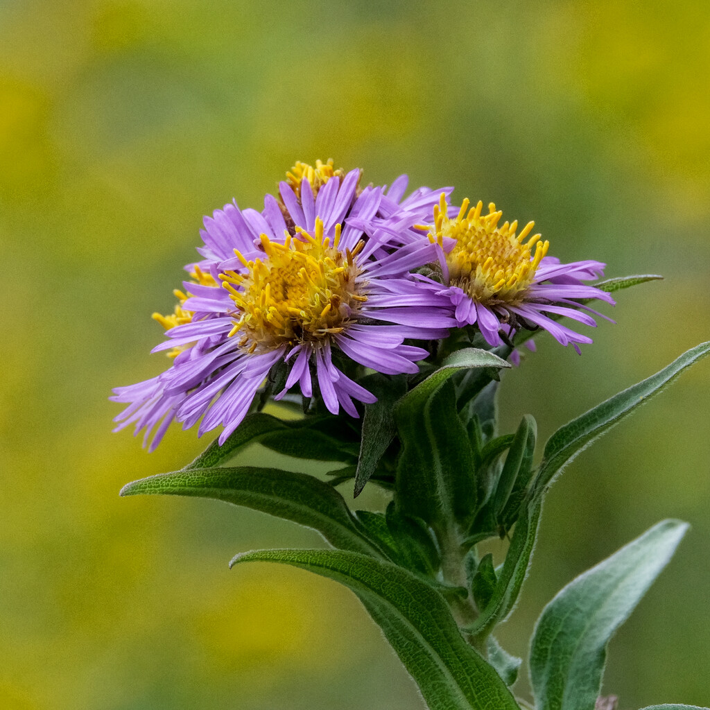 New England Aster by lsquared