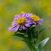 24th Sep 2024 - New England Aster