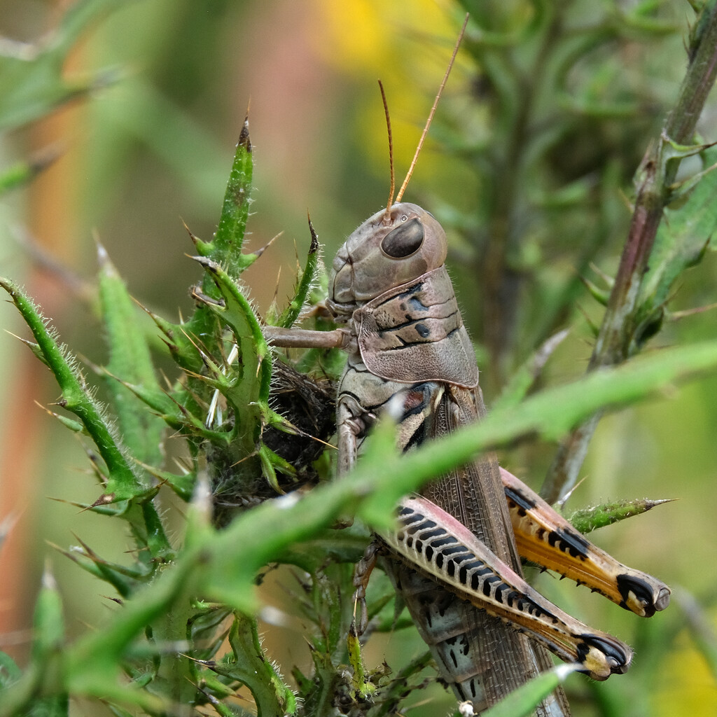 Grasshopper by lsquared