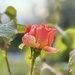 Rumi - The Rose's rarest essence lives in the thorn by beverley365