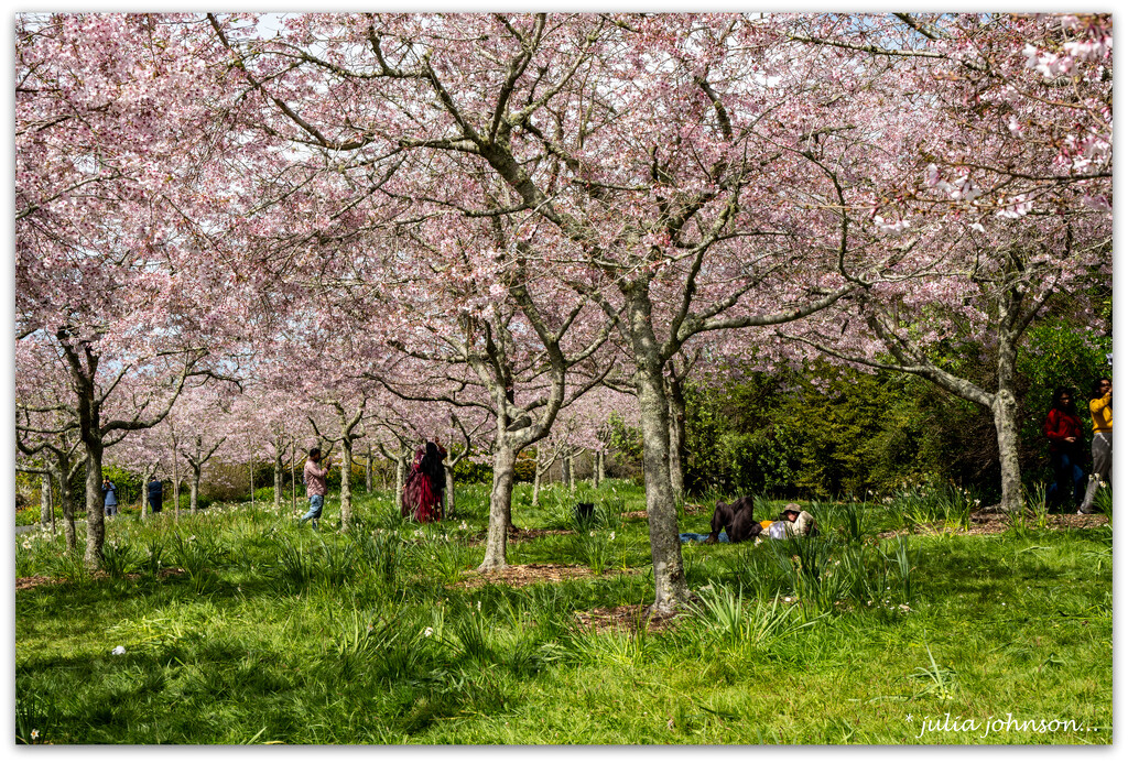 Blossom bring out the Photographers... by julzmaioro