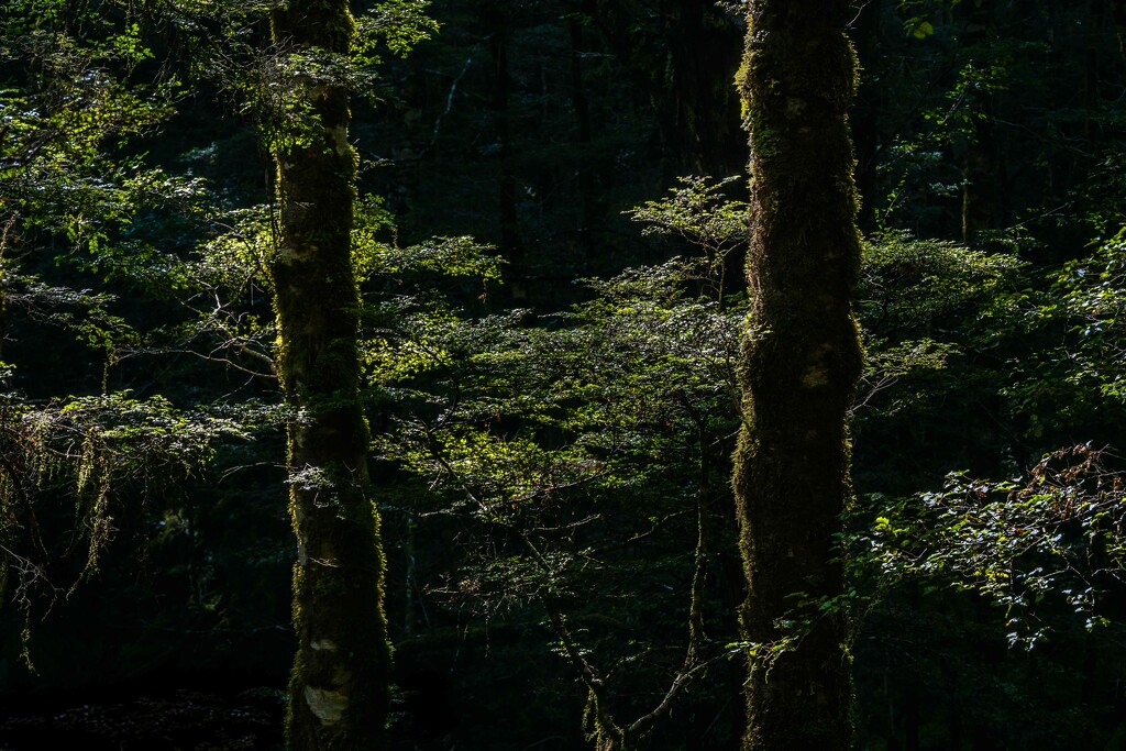 Beech Forest by yaorenliu