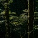 Beech Forest