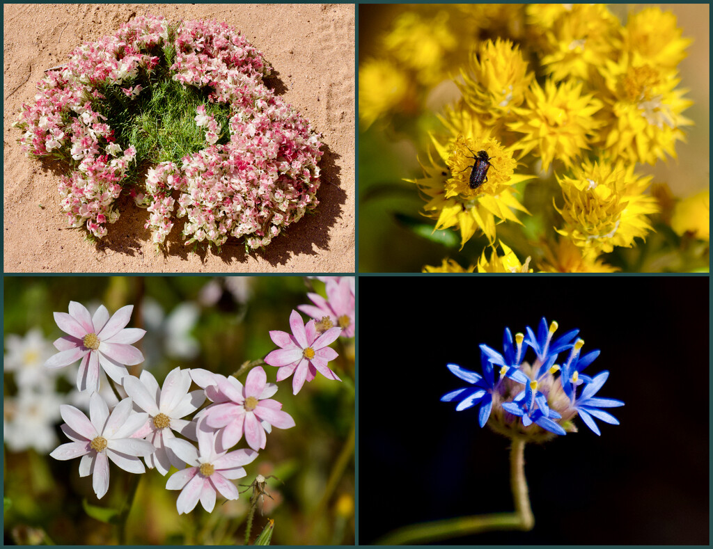 A Few Wildflowers From Pindar by merrelyn