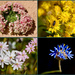 A Few Wildflowers From Pindar