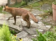 25th Sep 2024 - Foxy 2..