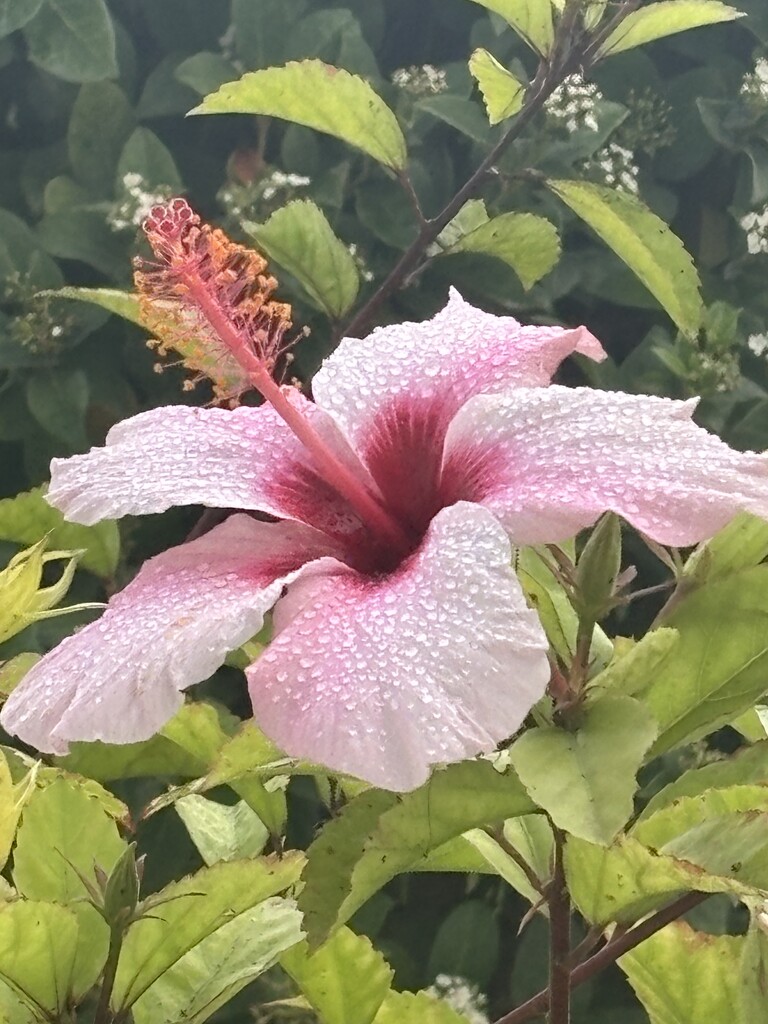 Hibiscus after the rain by alliw