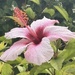 Hibiscus after the rain