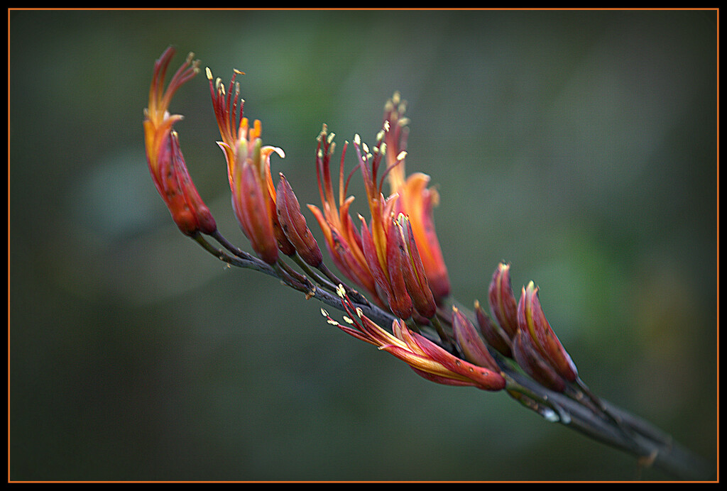 Harakeke Flower by dide