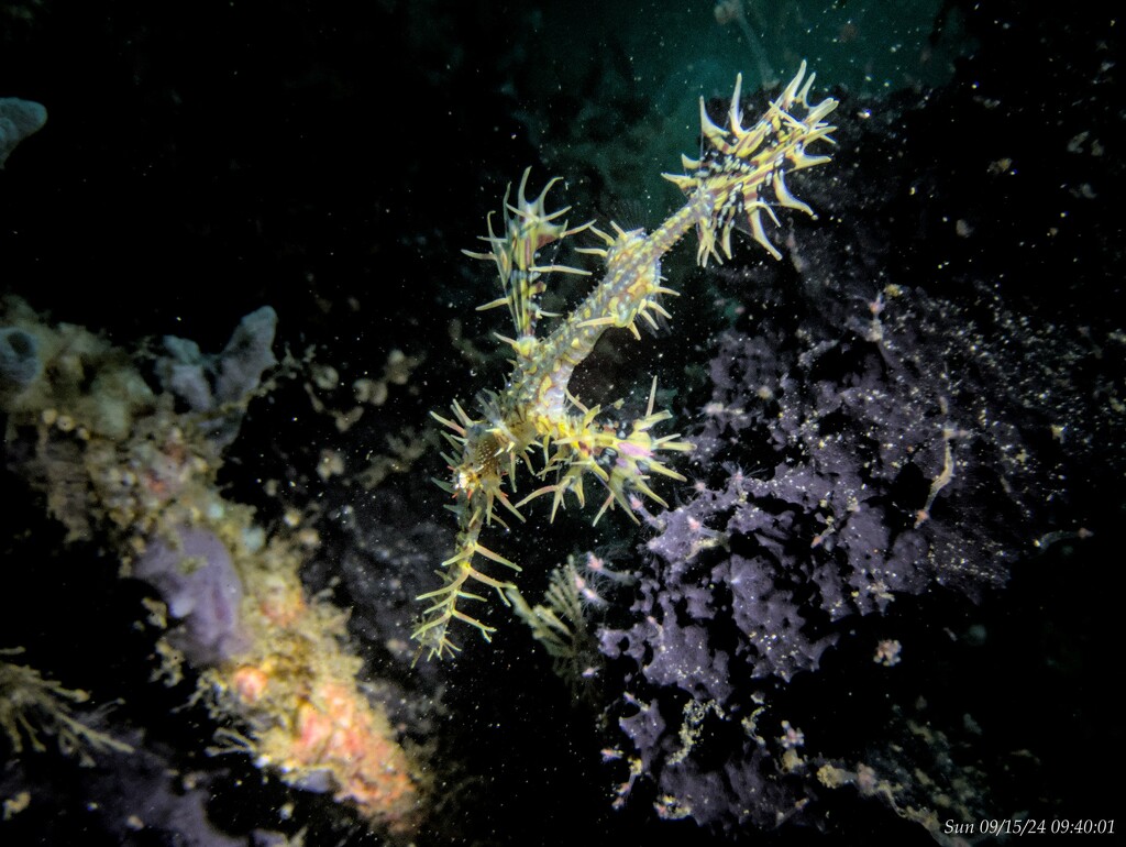 Ghost pipefish by wh2021