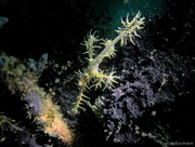 18th Sep 2024 - Ghost pipefish