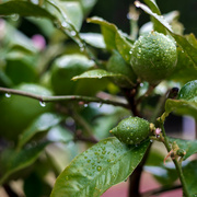 26th Sep 2024 - Fresh fruit