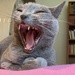 Hear me roar (yawn)