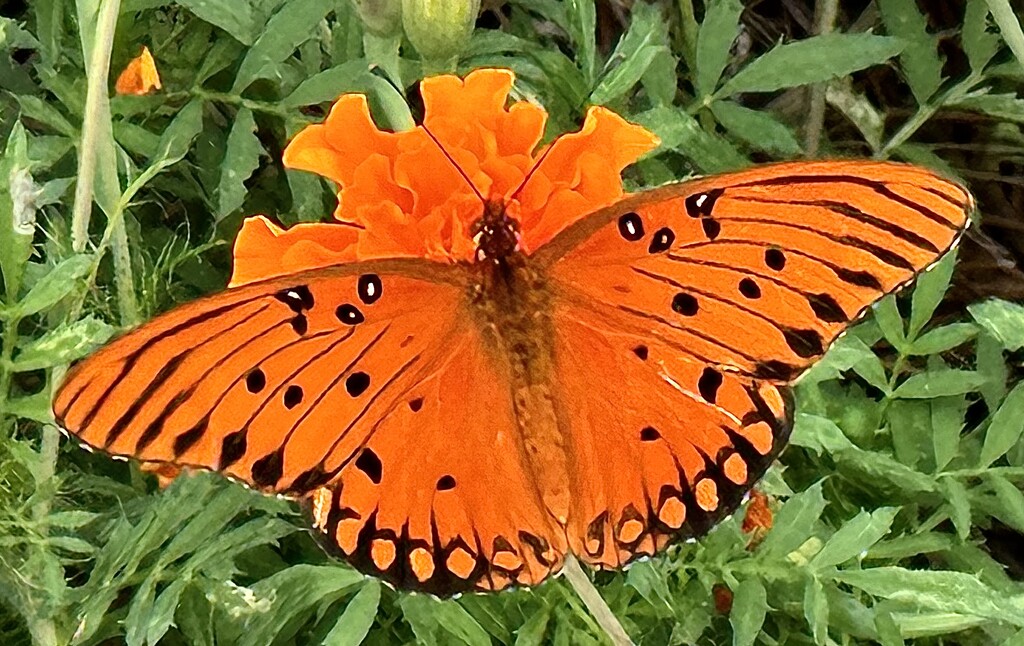 Gulf fritillary butterfly by congaree