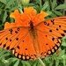 Gulf fritillary butterfly by congaree