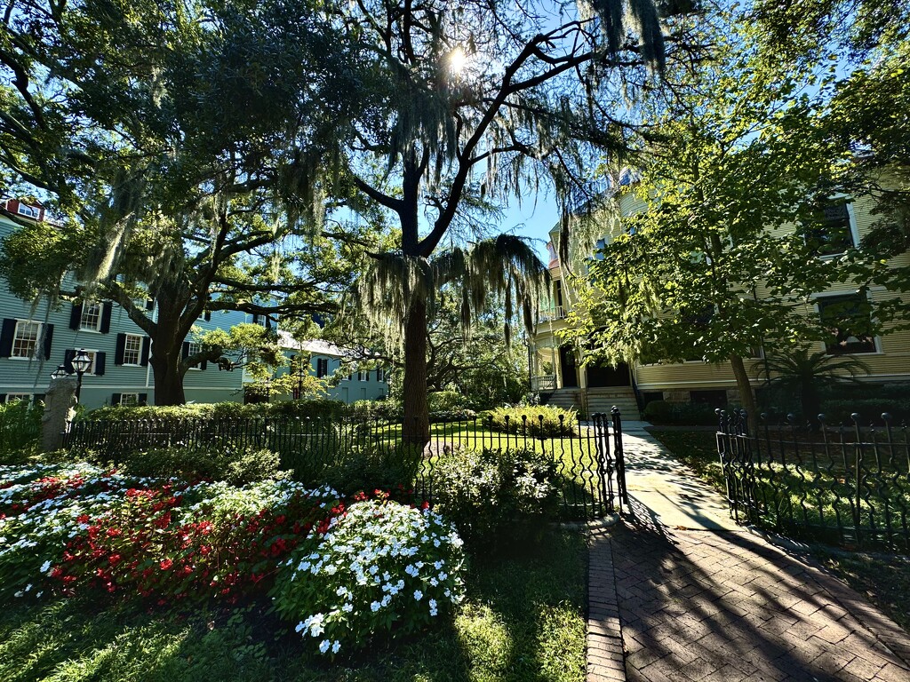 Scene of the campus of the College of Charleston, considered one of the most beautiful in the country.  by congaree